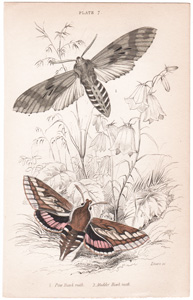 Plate 7

Pine Hawk moth
Madder Hawk moth